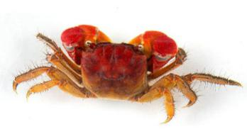 3499拉斯维加斯科技